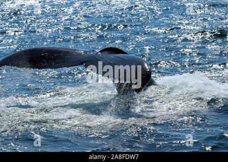 Close-up de fluke de baleine à bosse (Megaptera novaeangliae) dans une plongée à banc Stellwagen Bank National Marine Sanctuary au large de la côte du Massachusetts Banque D'Images