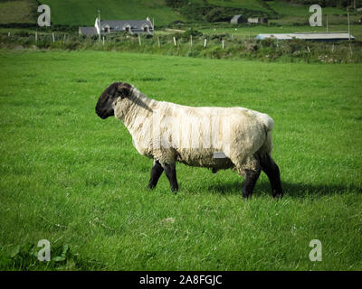 Les moutons irlandais sur un pré vert avec une ferme dans l'arrière-plan. Concept des animaux Banque D'Images