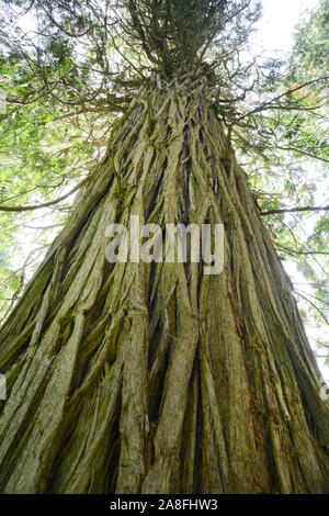 À la hauteur du tronc d'un vieux cèdre rouge de l'Ouest dans l'intérieur de forêt pluviale tempérée de la région de Kootenay, en Colombie-Britannique, Canada. Banque D'Images