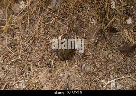 L'Est de l'Amcerican Toad Anaxyrus americanus, enfouies dans le sable à l'intérieur de poulailler au chaud et préparer pour l'hibernation à l'automne, Maine, USA Banque D'Images