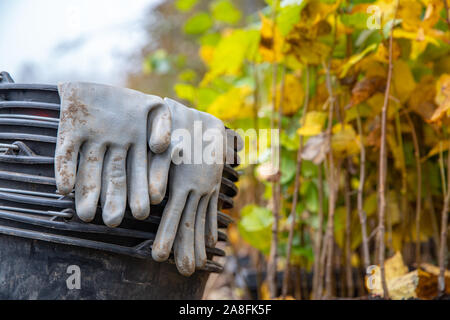 Plantation de jeunes arbres pour la régénération forestière après l'intervention d'éléments naturels Banque D'Images