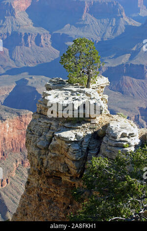 Un Lone Pine Tree pour survivre et s'épanouir sur une formation rocheuse élevée donnant sur la grandeur de la rive sud du Grand Canyon en Arizona, États-Unis Banque D'Images