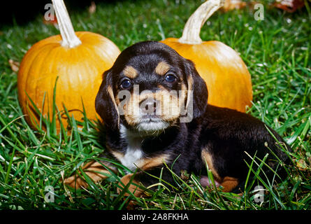 Chiot Beagle, Canis familiaris, dans l'herbe avec des citrouilles Banque D'Images