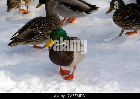 Canard colvert mâle avec la tête verte debout dans la neige à marcher en direction de spectateur avec pieds orange vif, Fleuve Royal Yarmouth, Maine, USA Banque D'Images