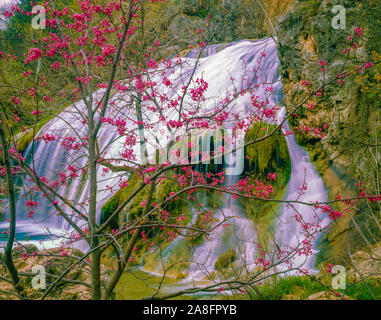 Turner Falls et redbud, Arbuckle Mountains, North Carolina, chute d'TRavertone Banque D'Images