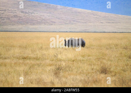 Le rhinocéros noir sur l'aire de conservation de Ngorongoro Crater, en Tanzanie. La faune africaine Banque D'Images