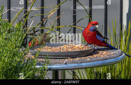 Crimson Rosellsa feedtray partage avec les jeunes est de Rosella Banque D'Images