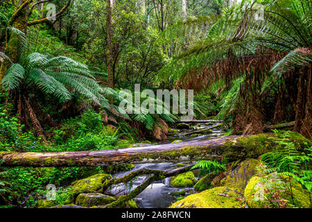 Erskine rivière traverse le parc national Great Otway à Victoria, en Australie. Banque D'Images