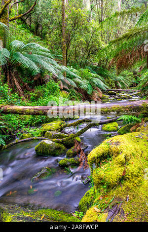 Erskine rivière traverse le parc national Great Otway à Victoria, en Australie. Banque D'Images