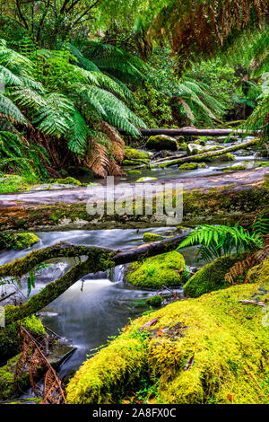 Erskine rivière traverse le parc national Great Otway à Victoria, en Australie. Banque D'Images