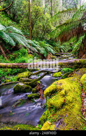 Erskine rivière traverse le parc national Great Otway à Victoria, en Australie. Banque D'Images