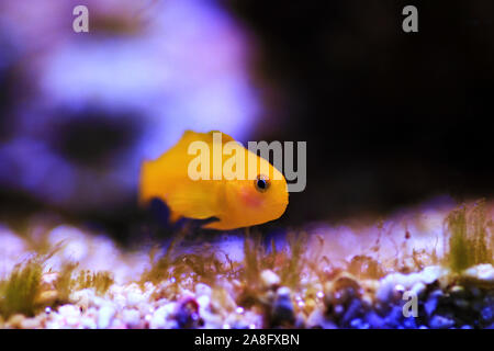 Yellow clown goby (Gobiodon okinawae) - Banque D'Images