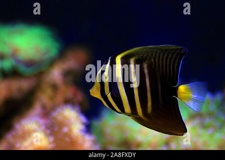 Sailfin Tang (Zebrasoma veliferum - Poisson) Banque D'Images