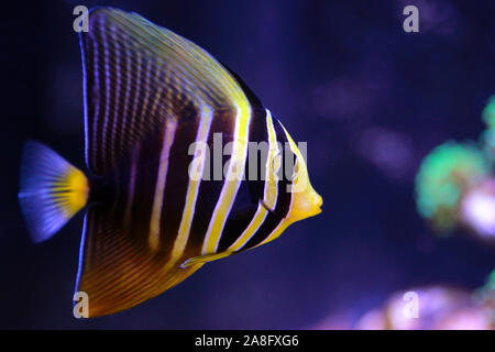 Sailfin Tang (Zebrasoma veliferum - Poisson) Banque D'Images