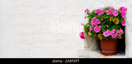 Géraniums dans un pot de fleur debout dans un renfoncement de mur Banque D'Images