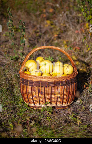 Still Life l'automne photo de coings jaune fraîchement cueillis dans un panier Banque D'Images