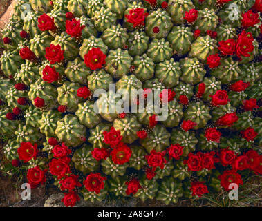 Spineless claret cup cactus, des Montagnes La Sal, Utah, en voie de disparition, rares cactus Echinocereus sp. Banque D'Images