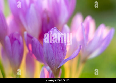 Colchicum ou crocus d'automne. Soft Floral Background. Banque D'Images