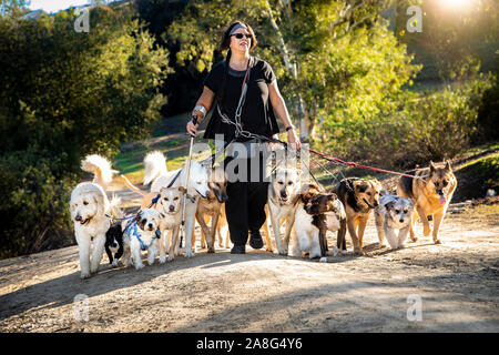 Chien femelle walker avec pack de 12 chiens sur un sentier de banlieue verte avec des arbres en arrière-plan Banque D'Images