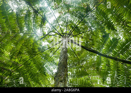 Vue depuis le dessous d'un arbre dans la région de l'Pichinde Parque Nacional Natural Los Farallones de Cali dans le Valle de Cauca, en Colombie. Banque D'Images