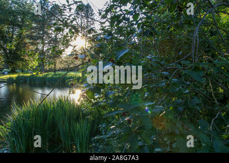 La lumière du soleil reflétant sur l'eau d'un lac, illustré à travers des arbres, plantes et herbes hautes. Banque D'Images