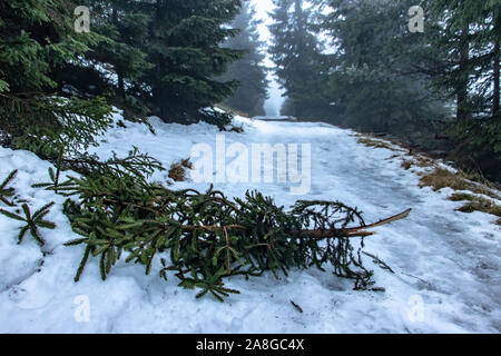 Une branche cassée d'un conifère se trouve sur un chemin enneigé dans la forêt. La route d'hiver dans les montagnes. Banque D'Images