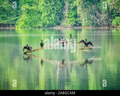 Neotropic adultes cormorans (Phalacrocorax brasilianus, une des espèces d'eau douce) perché sur une branche d'arbre dans un lac d'Oxbow dans le parc national de Manu, Pérou. Banque D'Images