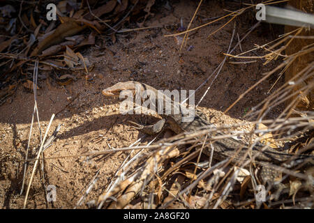 Dans l'outback australien, un lézard de taille moyenne se trouve sur un rocher et soleils lui-même Banque D'Images