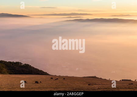 Certains chevaux silhouettes sur le dessus de la montagne Subasio, sur une mer de brume, le remplissage de la vallée de l'Ombrie au coucher du soleil Banque D'Images