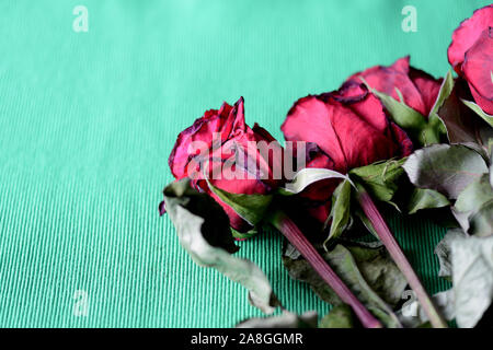 Roses fanées rouge sur un fond textile vert close-up Banque D'Images