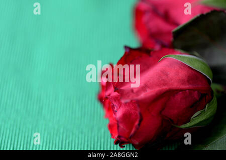 Roses fanées rouge sur un fond textile vert close-up Banque D'Images