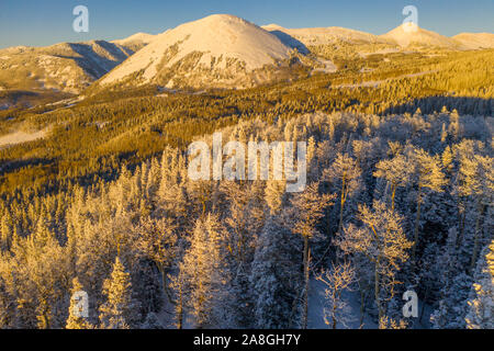 Forêt givrée après de fortes chutes de neige, les Montagnes La Sal, Utah, Manti-La Sal National Forest, près de Moab Manti-La Sal National Forest, près de Moab Banque D'Images