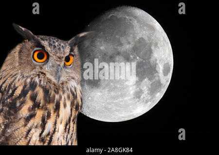 Grand-duc d'arrière-plan avec la lune dans le ciel nocturne Banque D'Images