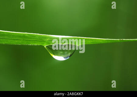 Morgentau auf einem Grashalm, einzelner Wassertropfen, Banque D'Images