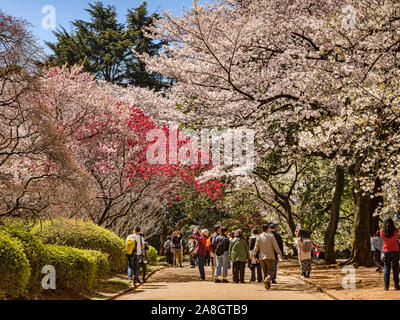 4 avril 2019 : Tokyo, Japon - Les visiteurs admirer les cerisiers en fleurs massés au Jardin National de Shinjuku Gyoen, Tokyo, dans la saison des cerisiers en fleur. Banque D'Images