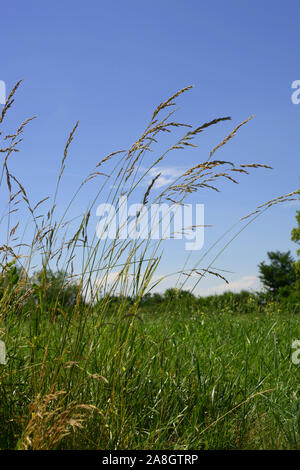 L'herbe haute sur vent sous ciel bleu azur en été, scène rurale avec wild meadow Banque D'Images