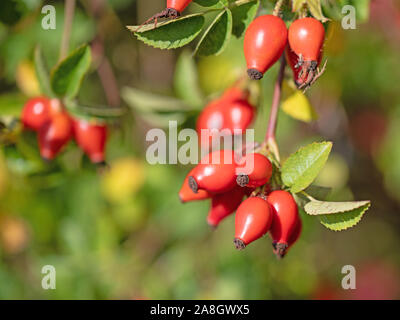 Ripe rosehips, rosa canina, à l'automne Banque D'Images