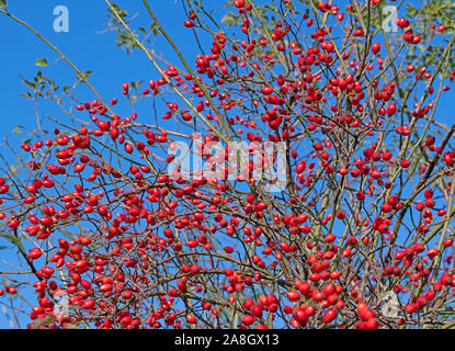 Ripe rosehips, rosa canina, à l'automne Banque D'Images