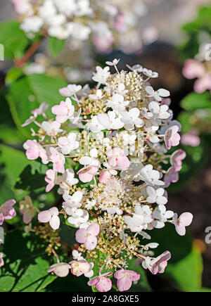 Fleurs d'hortensias en blanc et rose Banque D'Images