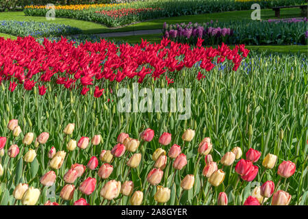 Tulipes multicolores dans un parc de la ville de printemps Banque D'Images