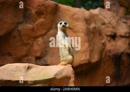 Dois-je m'arrêter ? Que dites-vous ? Un beau meerkat au zoo de Singapour Banque D'Images