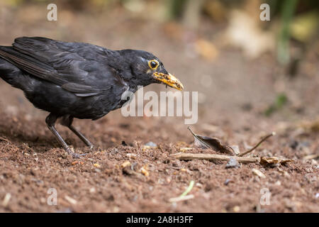 Blackbird mâle affamé (Turdus merula) close-up. Nourriture pour oiseaux jardin d'insectes et de vers dans l'alimentation sous tension du sol. La faune urbaine et rurale commune nature je Banque D'Images