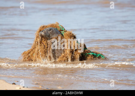 Le bien-être des animaux. La pollution marine. Seal pris dans les plastiques de filet de pêche. Les déchets humains dangereux qui ont causé des souffrances à la faune de l'océan. Ne de l'industrie Banque D'Images