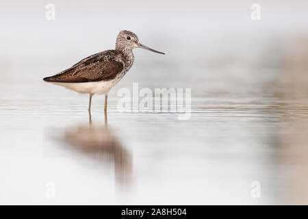 Chevalier aboyeur (Tringa nebularia commun), un magnifique oiseau échassier assis par le bord d'un étang, Istrie, Croatie Banque D'Images