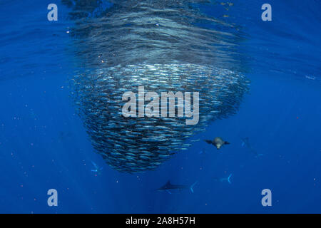 Le marlin rayé chasse en appât sardine run ball dans l'océan pacifique l'eau bleu baja California sur Banque D'Images