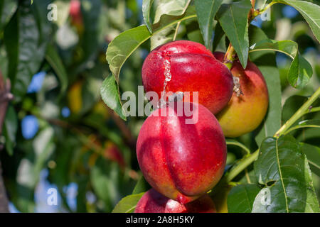 Feuilles vertes froissées malades et de nectarines fruits dans le jardin sur tree close-up macro. Concept de maladie Peach Orchard Banque D'Images