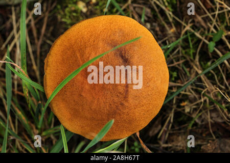 Manette rouge de plus en plus plafonné scaber en forêt, vue de dessus, vue de détail sur le tête orange. Banque D'Images