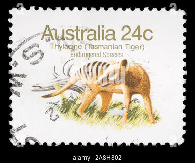 Timbres en Australie Tasmanie montre Tiger, circa 1981 Banque D'Images