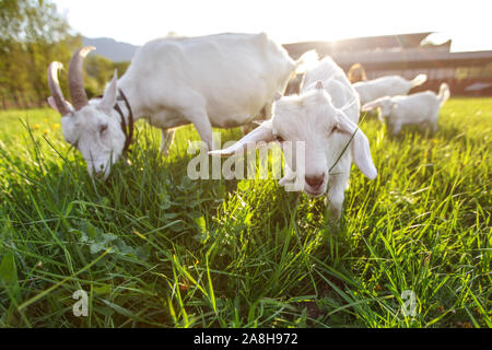 Le pâturage des chèvres sur l'herbe fraîche, grand angle faible photo avec soleil fort contre-jour. Banque D'Images