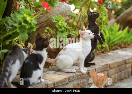 Groupe de chats errants, à la recherche jusqu'à la tête, en attente d'un peu de nourriture et d'être jeté, feuilles vertes en arrière-plan. Banque D'Images